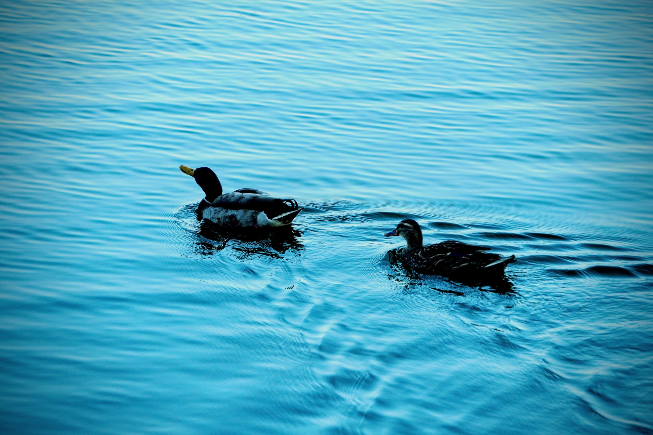 nat_0016
