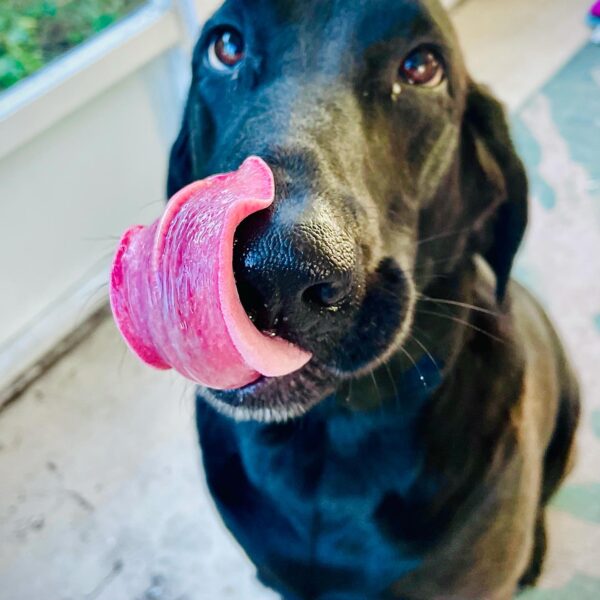 Pink-Tongue-Sarasota