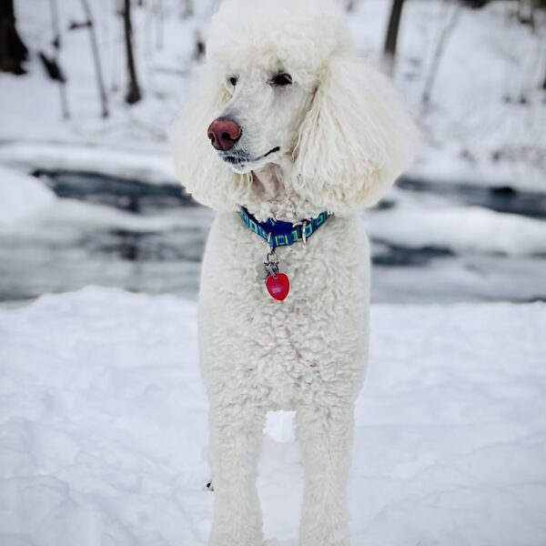 Poodle-In-Snow