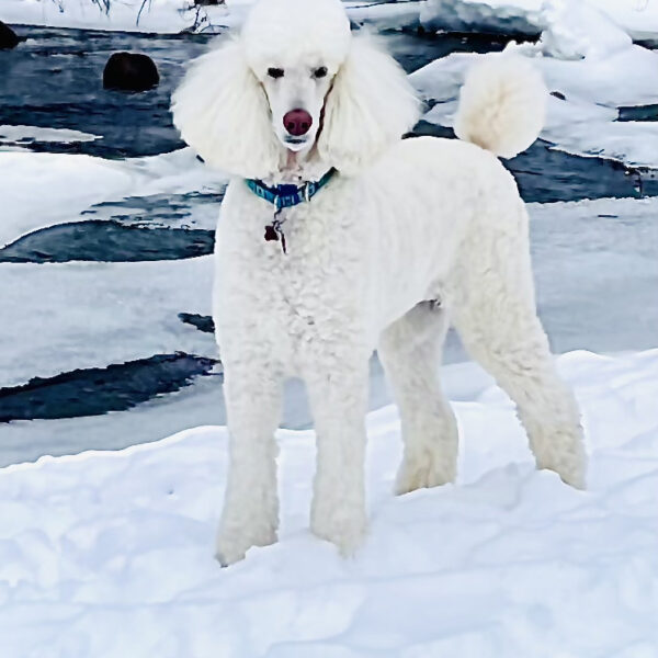 pets-03-05