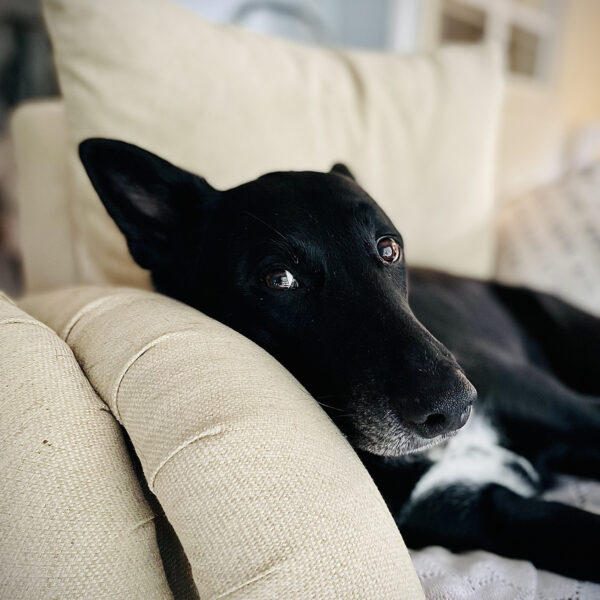 pets-03-07