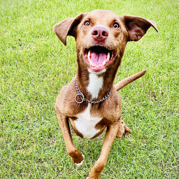 pets-03-08